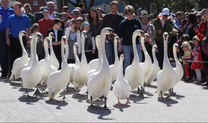 ‘No sign of them’: Ruffled feathers in Stratford as 5 iconic swans go missing