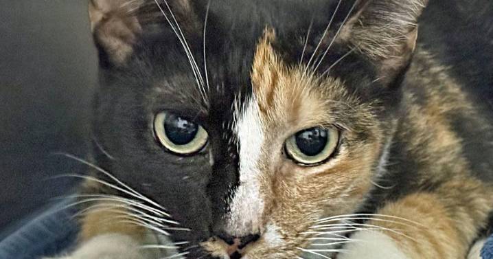 People for Cats — August 8, 2025