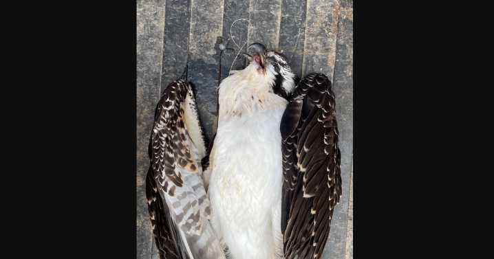Human to blame for osprey's grisly death at Colorado state park
