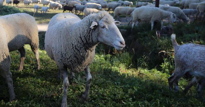 Asaja Córdoba sugiere una vacunación obligatoria contra la lengua azul en ganado ovino y caprino