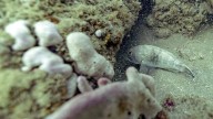 New app makes it easy for fishermen to collect hard data on black sea bass