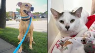 Greenie and Smokey are looking for their "fur