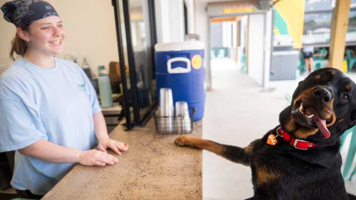 The Urban Dog Bar in Nashville is an alternate to dog parks. See inside