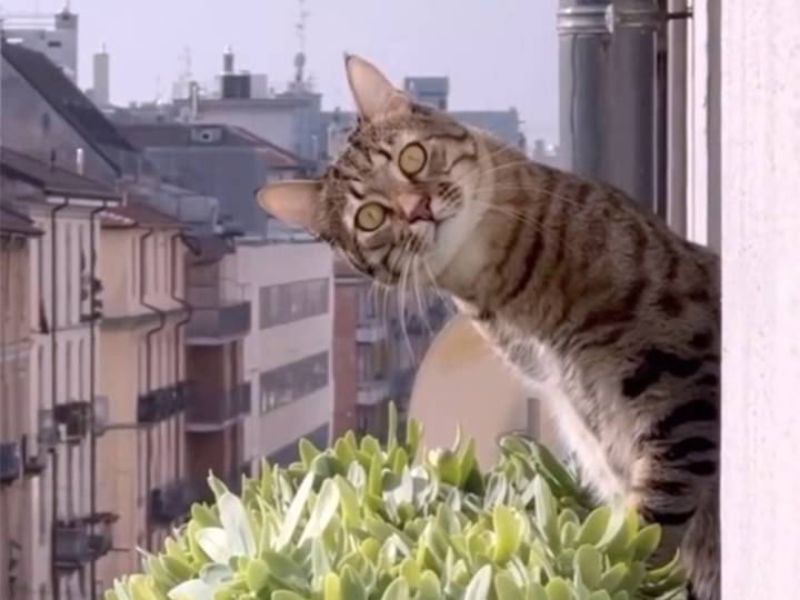Cat Video Fest 2025 is 73 minutes of cat videos, for a good cause