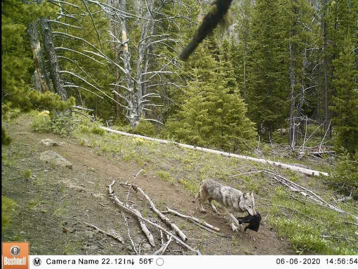 Yellowstone-area wolves observed moving pups to follow elk — upending scientific assumptions