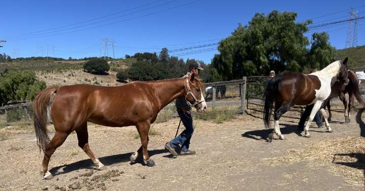 Local equestrian center helping horses evacuated during the Gifford Fire