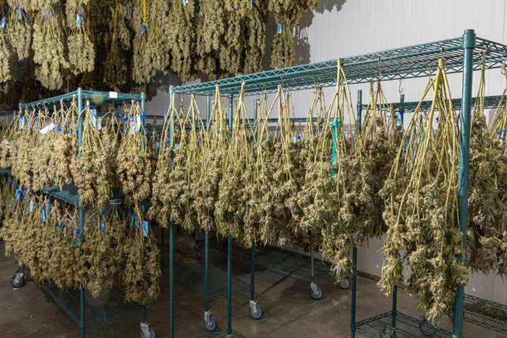 Should Missouri’s cannabis industry protect people with faster product recalls?