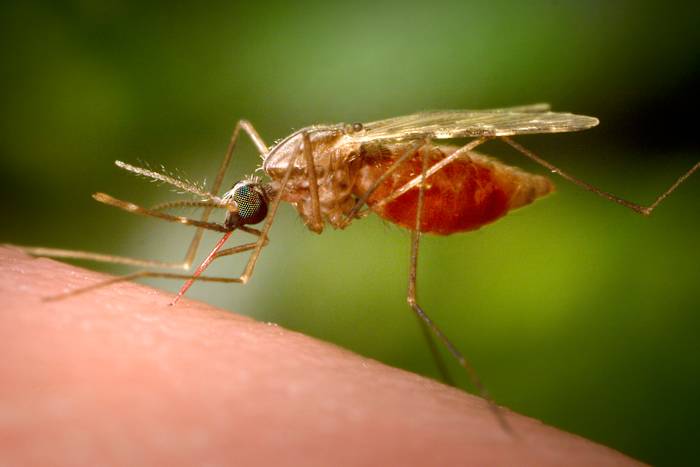 Experts bust myth of mosquito-repelling plants, offer real tips for Florida gardeners