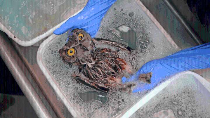 Local wildlife center gets owl out of sticky situation