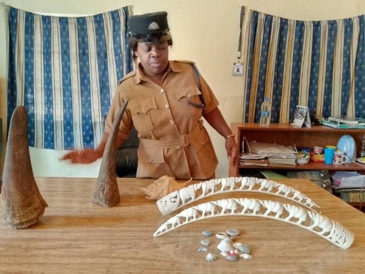 Six Convicted in Blantyre for Dealing in Rhino Horns and Ivory