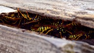 JoAnne Skelly: When yellowjackets attack
