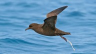 El pájaro que solo defeca mientras está en vuelo: cuál es y por qué tienen esta característica
