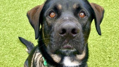 Carlisle, Joy and Gromit are three animals available for adoption