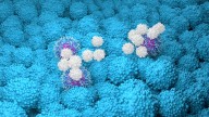 Novel Vaccine Shows Promise in Pancreatic Cancer