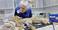 Cheetah cubs destined for the illegal trade in exotic wildlife rescued in Somaliland