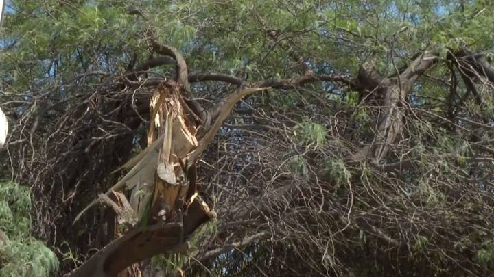 Rayo Derriba Árbol en Casa de Abuelita de 70 Años en Hermosillo