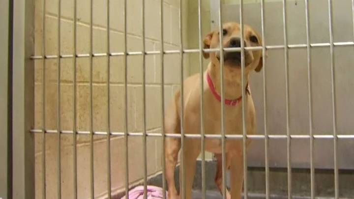 Chicago Animal Care and Control animal surrenders rise