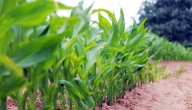 Agricultores europeos enfrentan costos más altos tras aranceles de la UE a fertilizantes