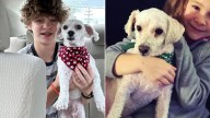 Family Came Back Home With Their Dog After A Groomer's Appointment Only To Realize Something Was Wrong