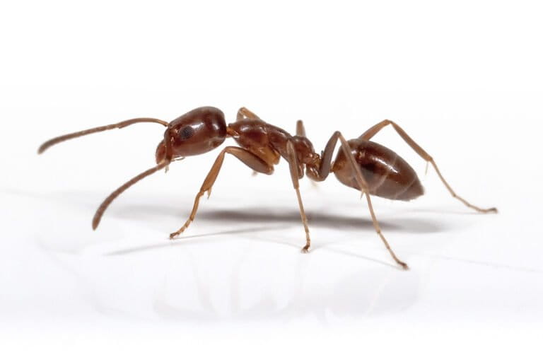 Invasive ants get a warm welcome as global temperatures rise: Study