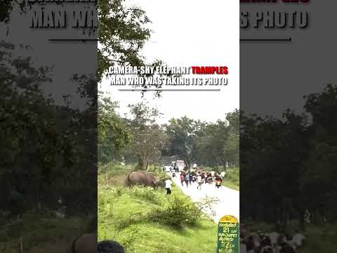 An elephant trampled a man who startled it with a camera flash #shorts #foxnews #animals
