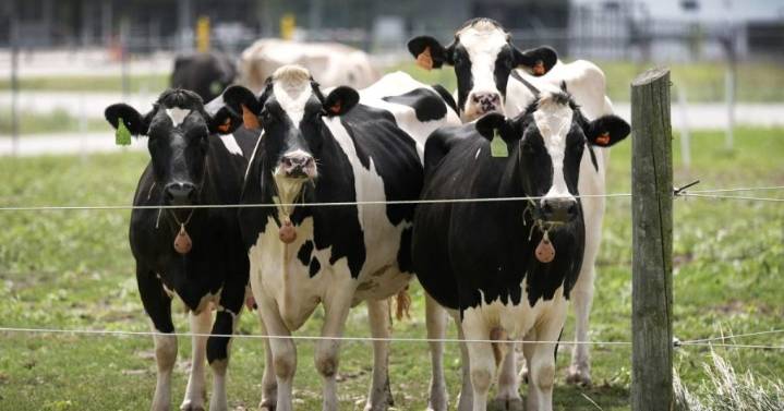 Cattle may cause delays in Logan Canyon in August