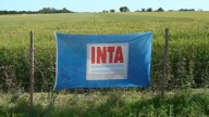 INTA: el Gobierno aceptó la decisión de la Justicia y frenó los despidos