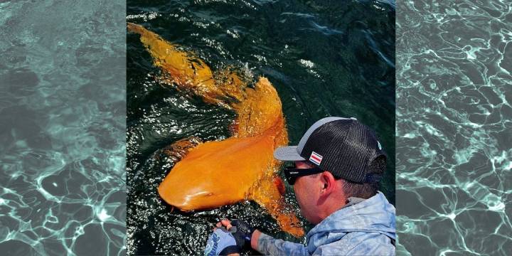 Tiburón naranja sorprende a pescadores e investigadores