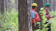 Fungal disease threatening pine forests in Arkansas