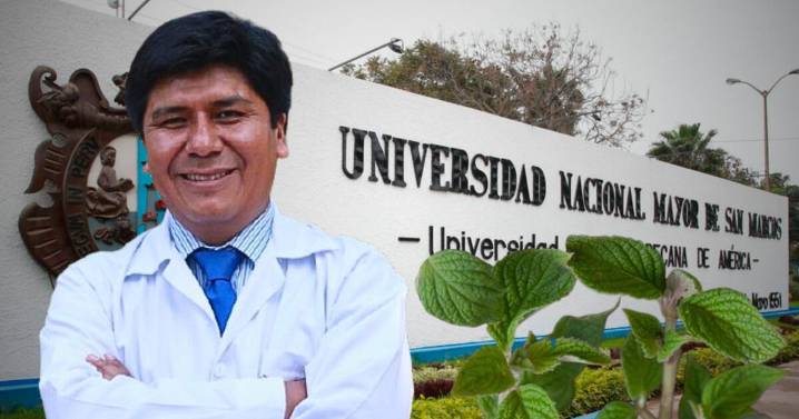 Científico peruano de San Marcos revela que la muña combate la bacteria responsable de la gastritis: "En 15 días"