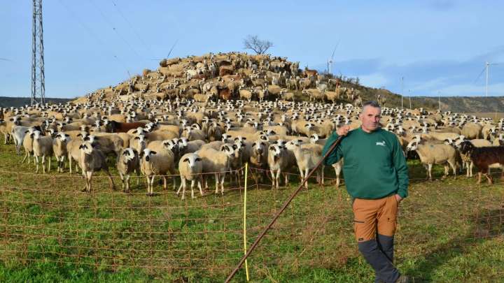 Compromiso para conservar en Monegros la oveja Xisqueta
