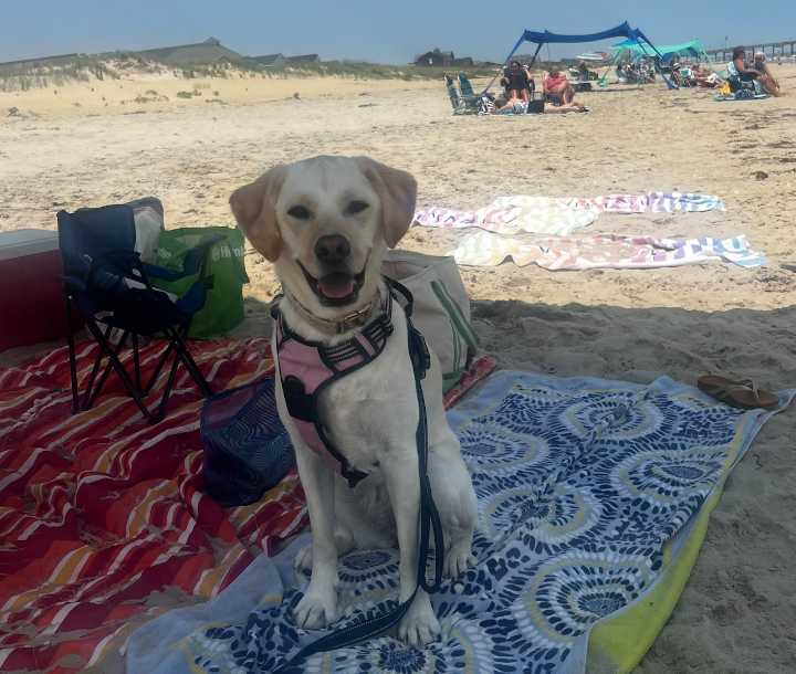 North Olmsted celebrates dog days of summer with social media canine fun