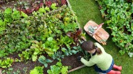 UK households urged to sprinkle eggshells and coffee in the garden this August