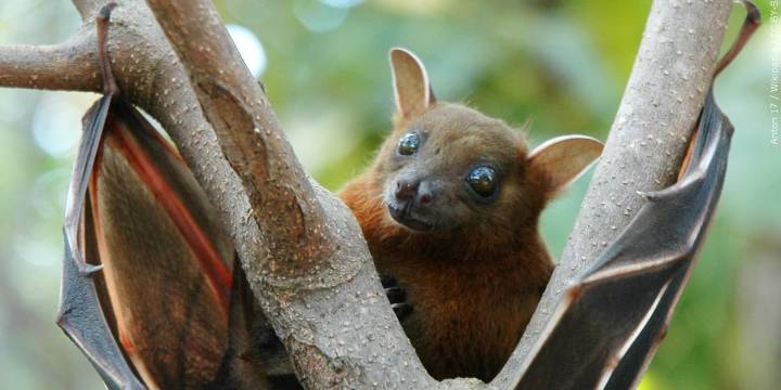 Bat in southern Idaho tested positive for rabies