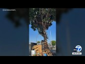 Homeless man builds three-story treehouse in South LA