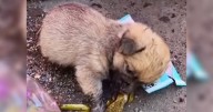 Puppy Rummaging Through Trash Fell Asleep Hunting For Leftovers