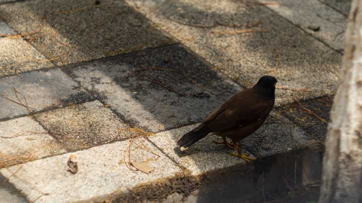 Ancient world knew the importance of shade. How did modern cities forget?