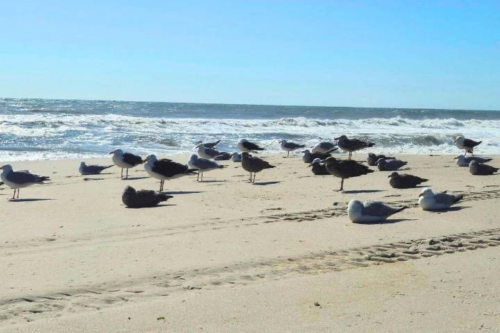 NJ beach weather and waves: Jersey Shore Report for Saturday