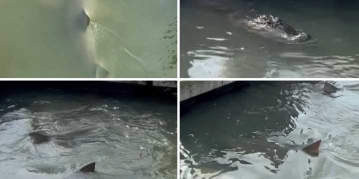 Watch: Viral encounter of an alligator meeting sharks along South Carolina dock