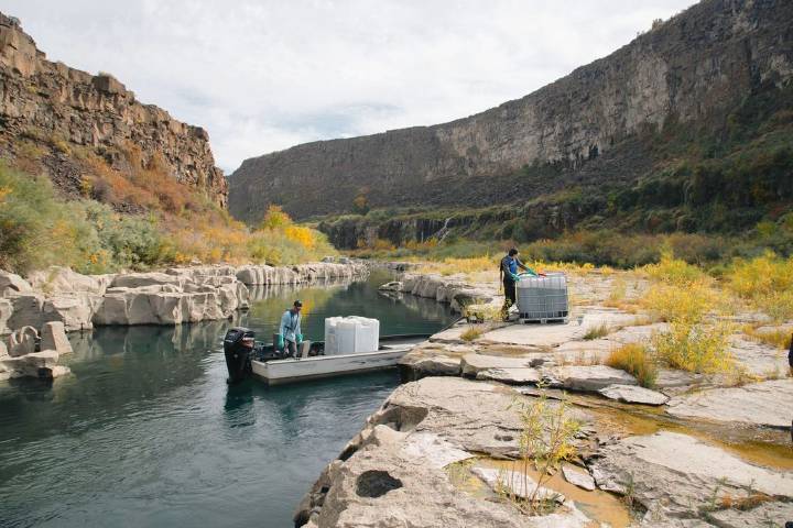 Idaho poisoned Snake River for invasive mussels. Was it worth ‘heartbreaking’ loss?