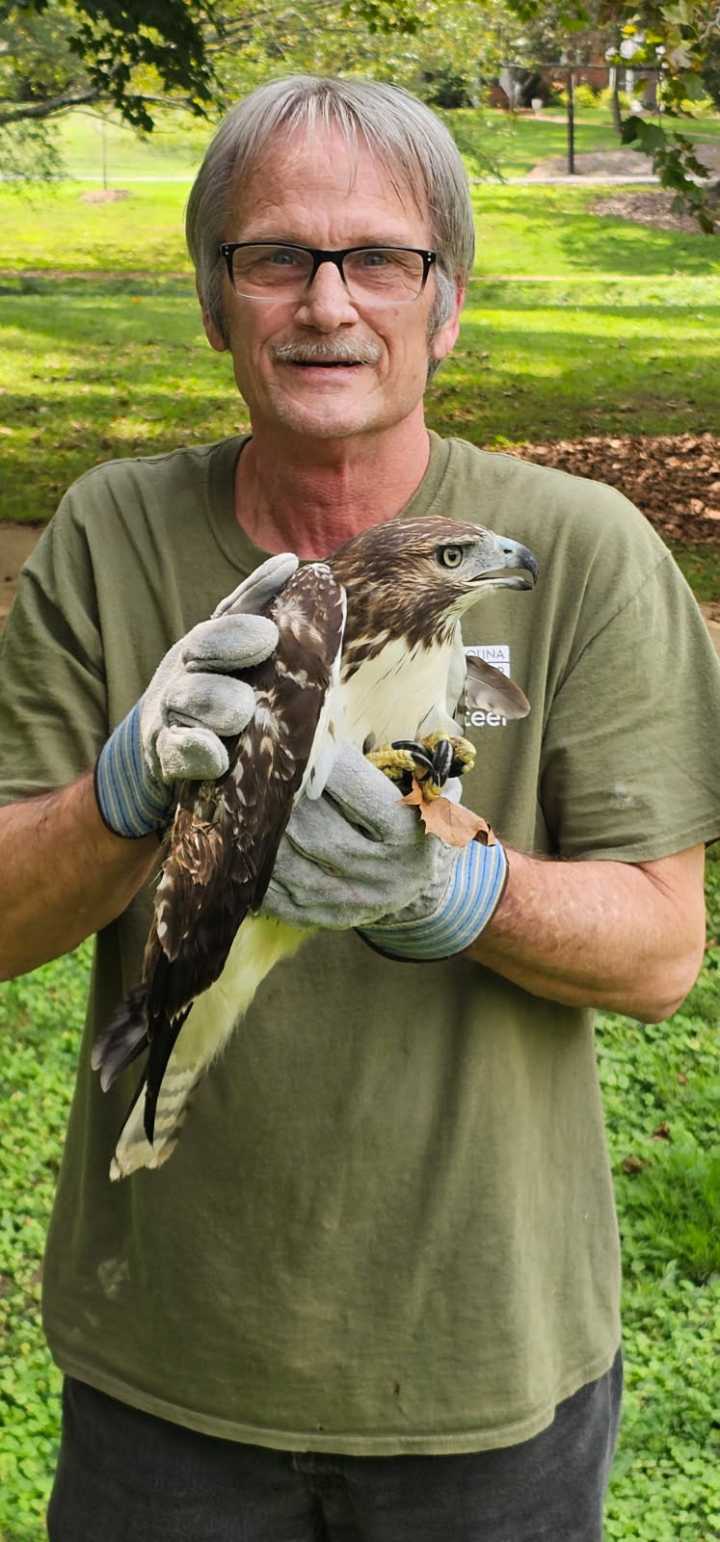 Raptor rescue: Injured hawk removed from Hurley Park