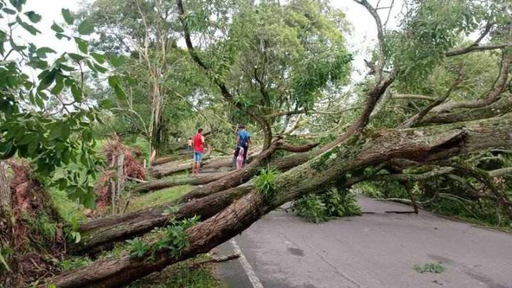 Árboles caídos mantienen cerrada la vía San Marcos