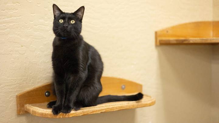You’ll Sing ‘Me and My Shadow’ After Adopting This Cool Cat