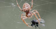 Spider mating season on the way and there's one simple method to keep them out