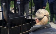 Ambiente participó del traslado de lobos marinos y verificó el estado de delfines en el Aquarium de Mar del Plata