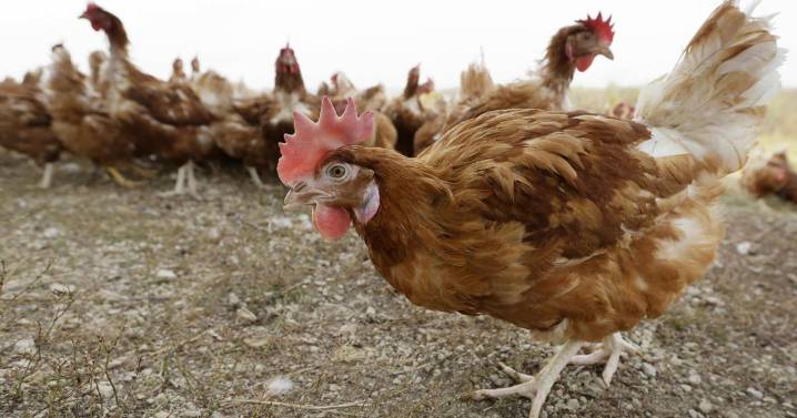 Canada’s big grocers lagging on switch to cage