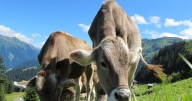 ¿Cómo saber si una vaca tiene rabia? Síntomas y señales que no debes ignorar en el ganado