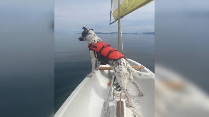Blind Texas Dog Transforms Into A Master Water Ball Retriever