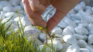 The Practical DIY Solution For Killing Weeds In Gravel (& How Well It Really Works)