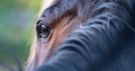 Hamilton hit with case of equine encephalitis virus